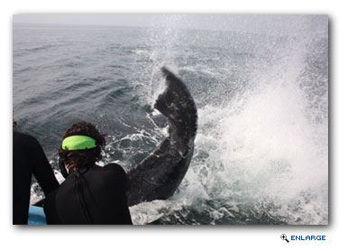 Vallarta Adventures, an operator of shore tours for Holland America Line, recently participated along with the Mexican navy in the rescue of an entangled humpback whale.