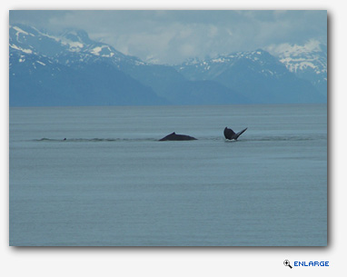Humpback Whales, near Junea Alaska
